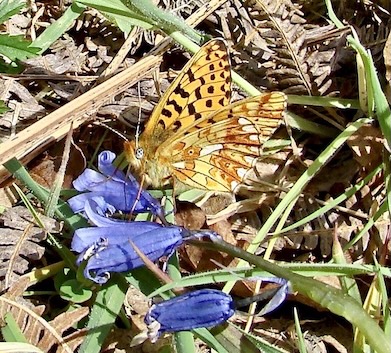 pearl-bordered fritillary